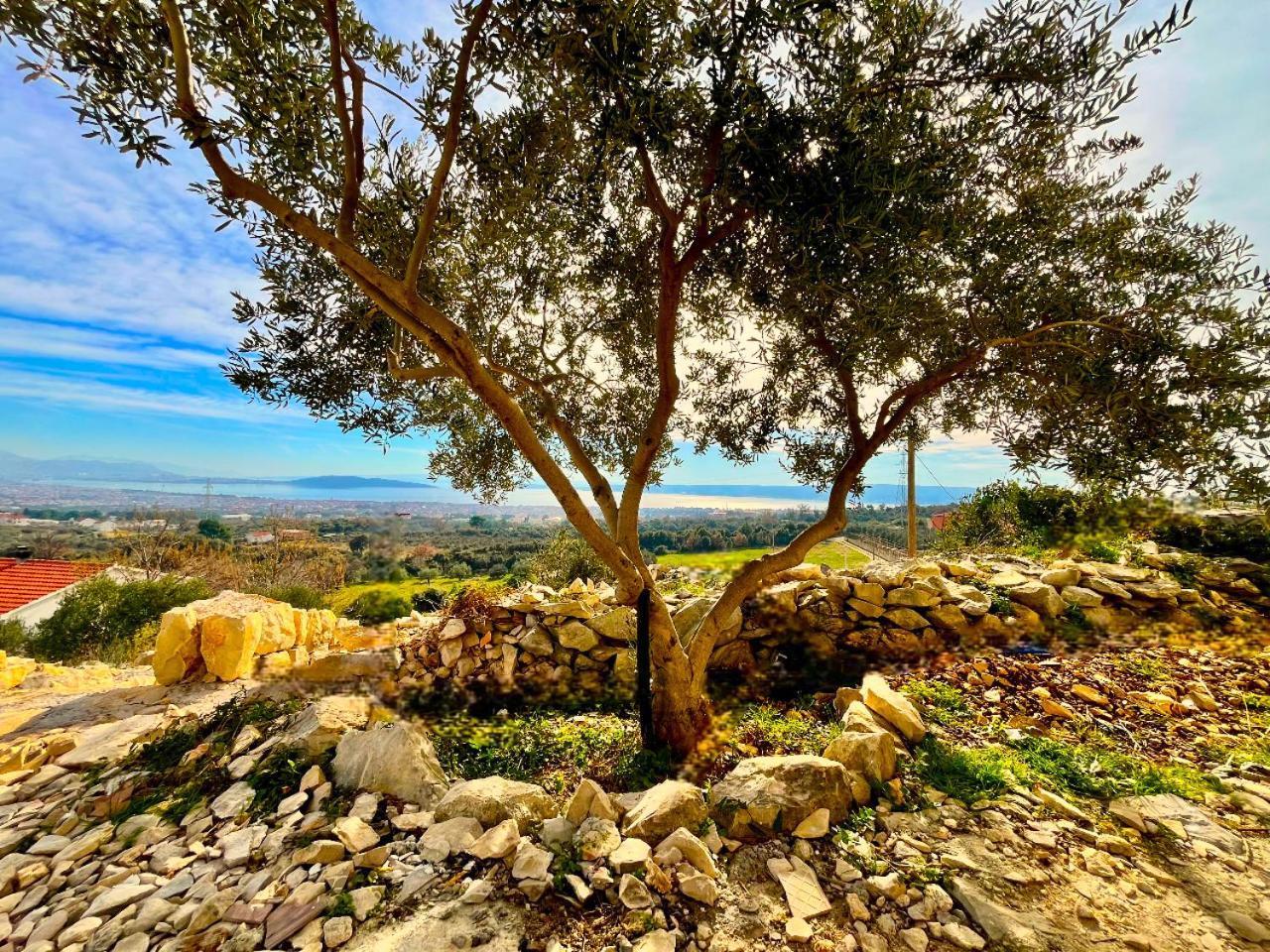 Villa Bepina, Surrounded By Sea, Olive, Vineyard Kastel Novi Bagian luar foto
